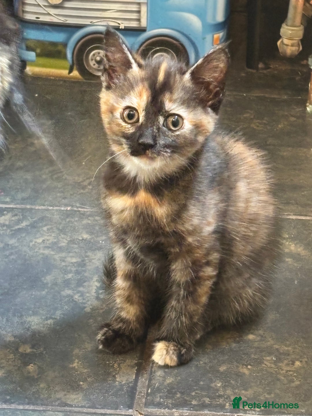 Mixed Breed cats for sale: Ready now 4 kittens - Image 1