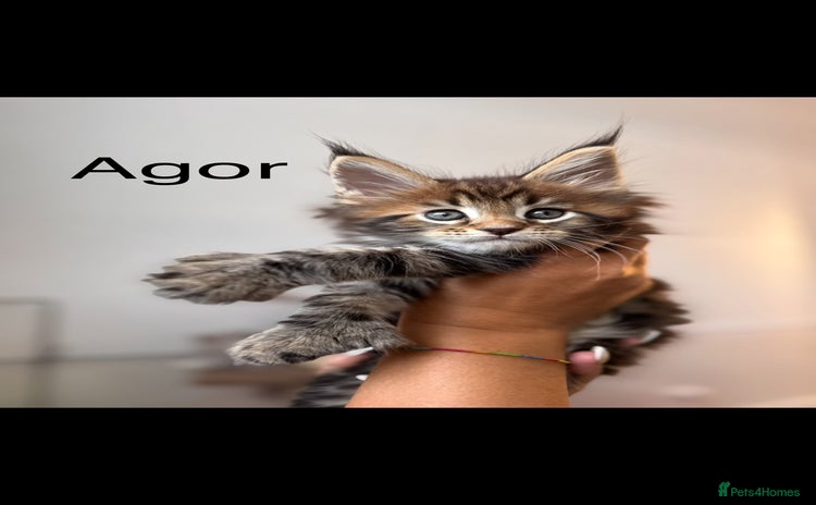 Maine Coon cats - Advert 1