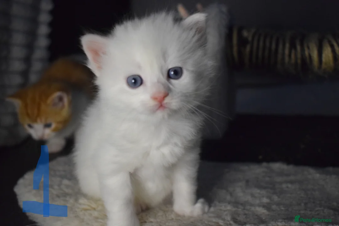 Mixed Breed cats for sale: Fluffy half ragdoll kittens available for sale - Advert 2