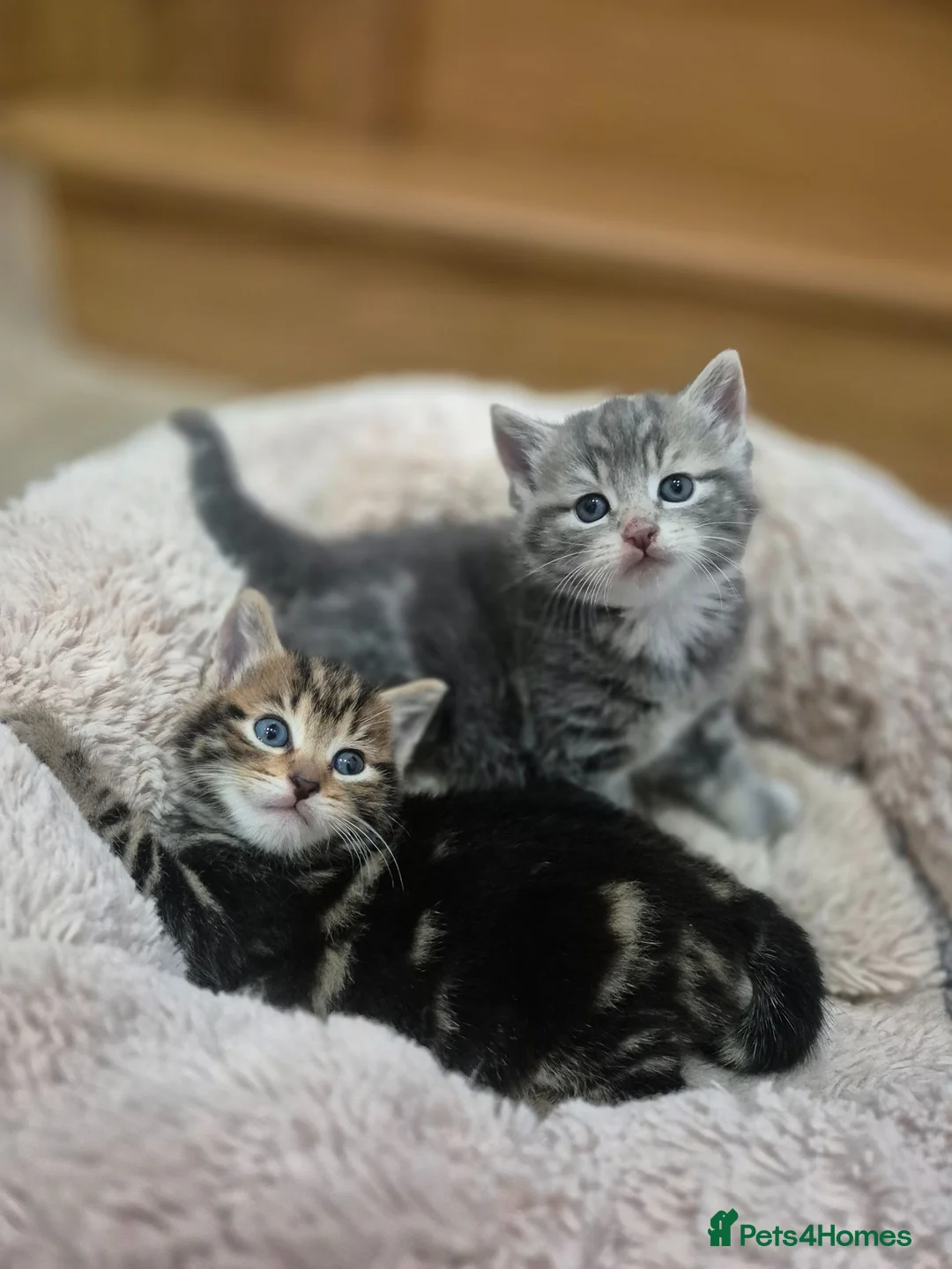 Mixed Breed cats for sale: DARK BROWN TABBY FEMALE LEFT - Advert 2