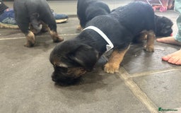 Border Terrier dogs for sale: Border Terrier Pups -Beautiful Pedigree  - Image 26