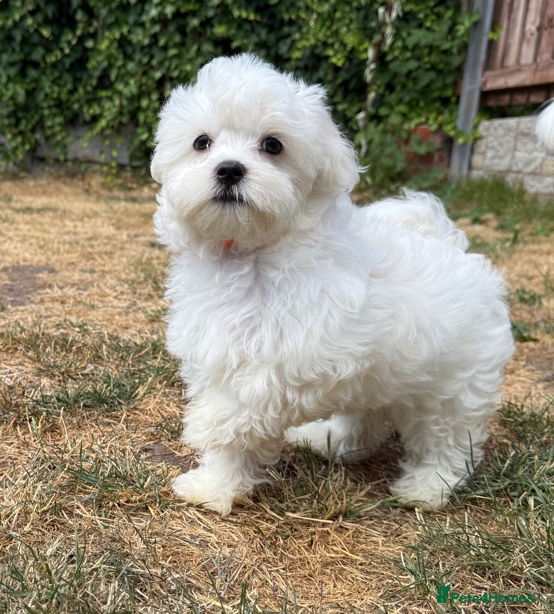 Maltese dogs Price negotiable - Advert 2