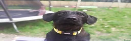 Dachshund dogs for sale: Buddy and Minnie (to be rehomed together)  - Advert 6