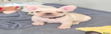 French Bulldog 1
