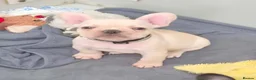 French Bulldog dogs for sale: KC REGISTERED FRENCHIE BOY - Advert 5