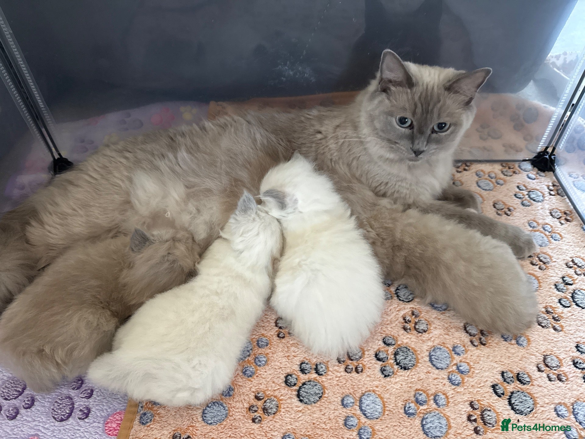 Ragdoll cats 4 beautiful Ragdoll kittens  - Advert 1
