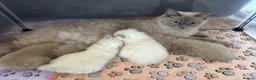 Ragdoll cats for sale: 4 beautiful Ragdoll kittens  - Advert 1