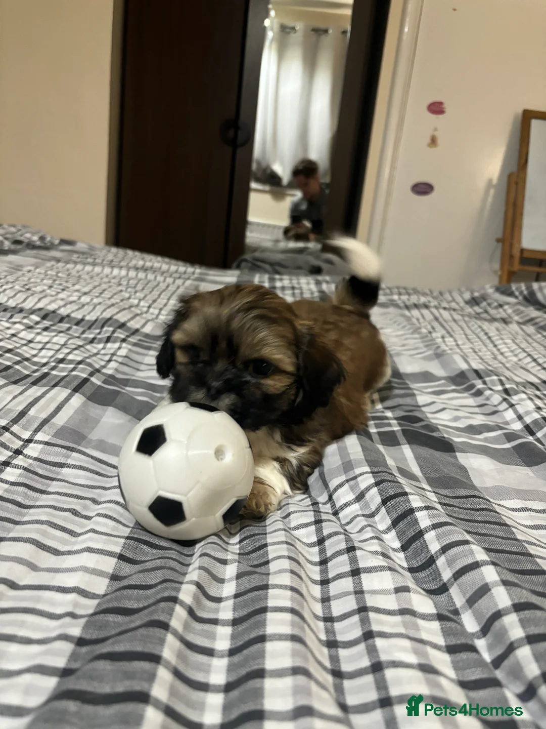 Shih Tzu dogs for sale: Shih Tzu puppies - Advert 8
