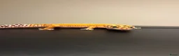 Leopard Gecko reptiles for sale: Inferno Tangerine Het Tremper  - Advert 5