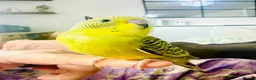 Budgerigars birds for sale: Beautiful tame baby budgies for sale  - Advert 3
