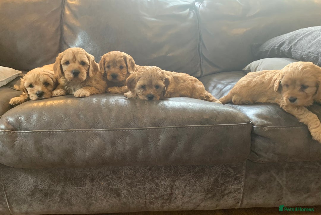 Cavapoo dogs for sale: Outstanding F1 Apricot Cavapoo puppies  - Image 23