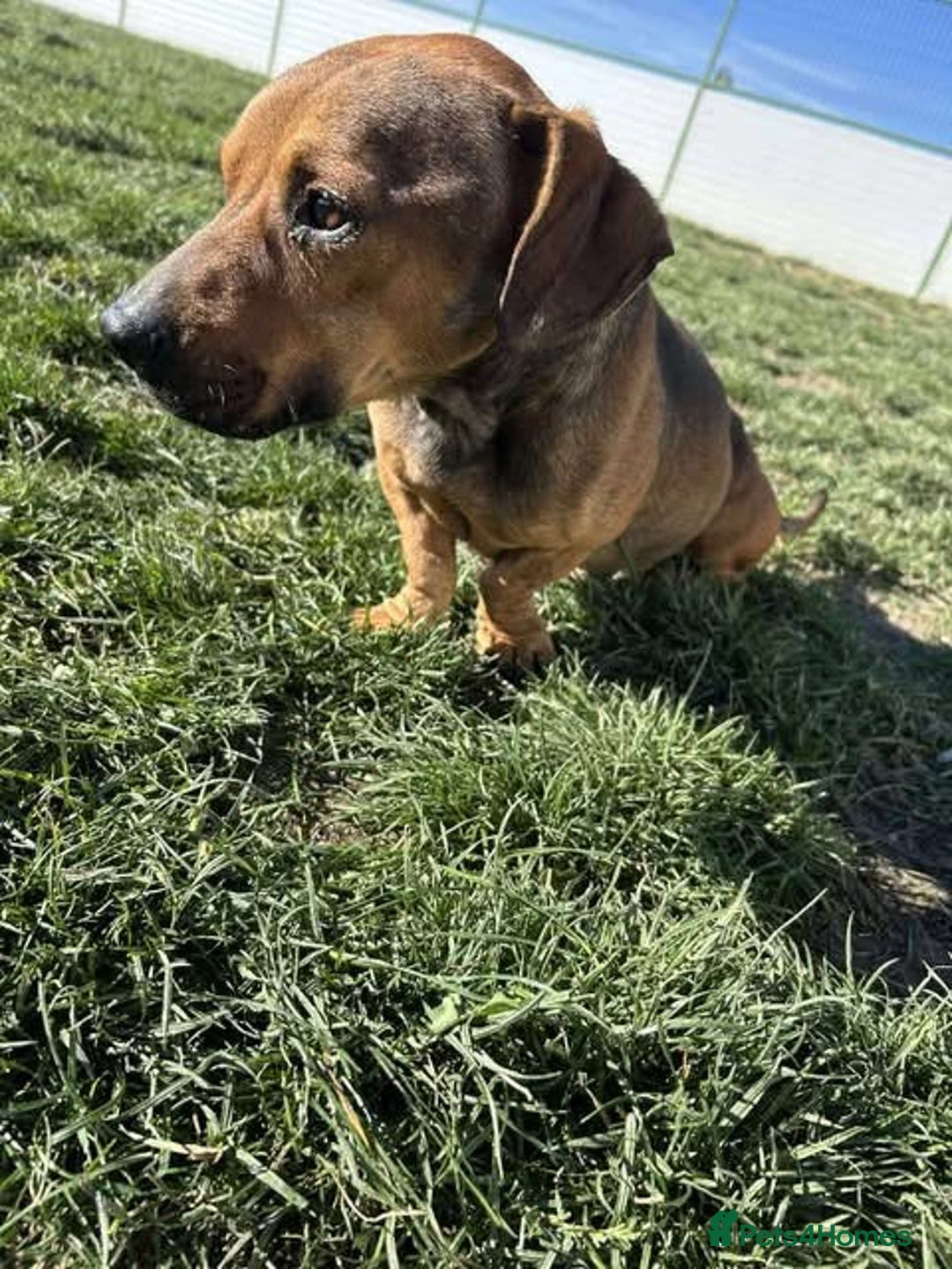 Mixed Breed dogs for adoption: Rescue boy Noodle is looking for his forever home - Advert 24