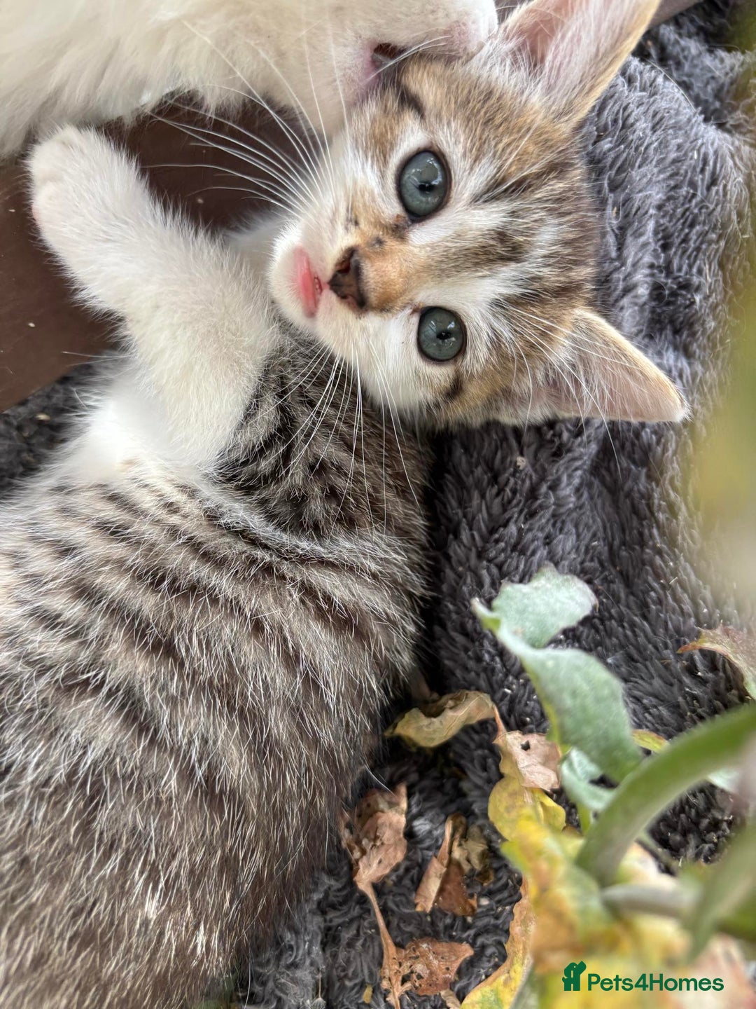 Domestic Shorthair cats for sale: 3 male kittens for sale - Image 1