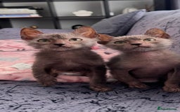 Lykoi cats for sale: Loving Lykoi lap kittens (open to offers) - Image 5