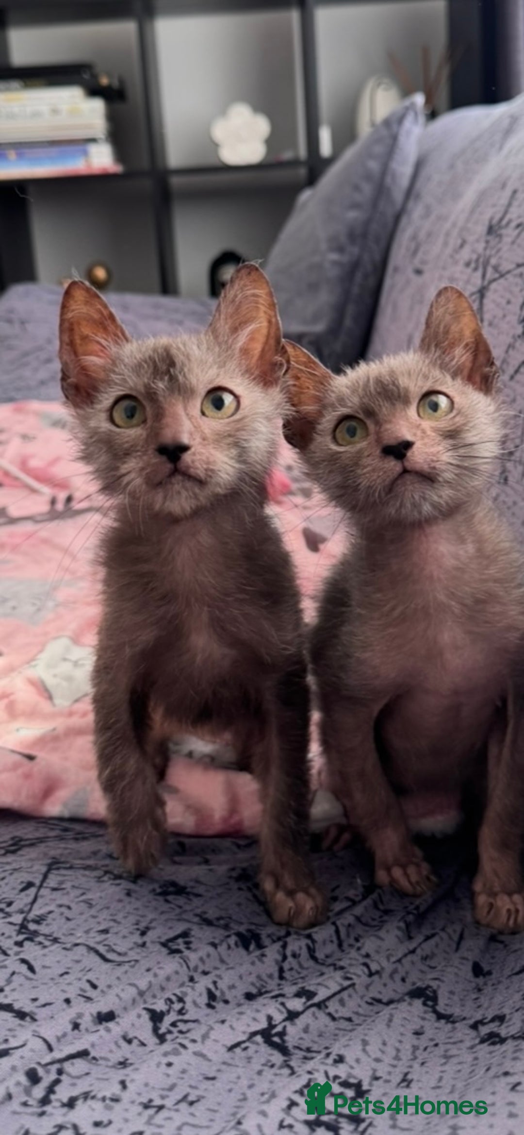 Lykoi cats for sale: Loving Lykoi lap kittens (open to offers) - Image 5