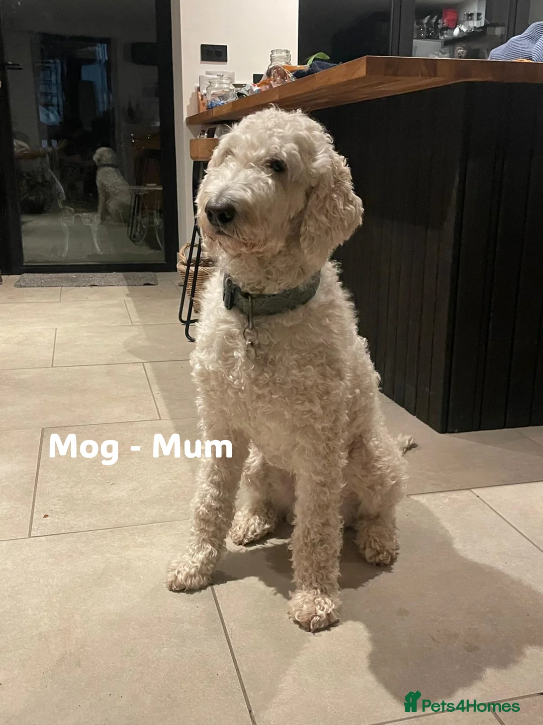 Double Doodle dogs for sale: Double Doodle Puppies Expected Soon! - Advert 1