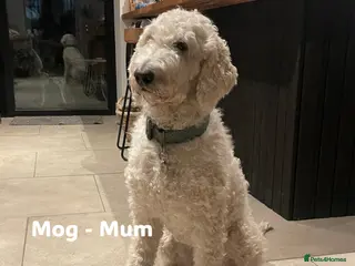 Double Doodle dogs Double Doodle Puppies Expected Soon! - Advert 5