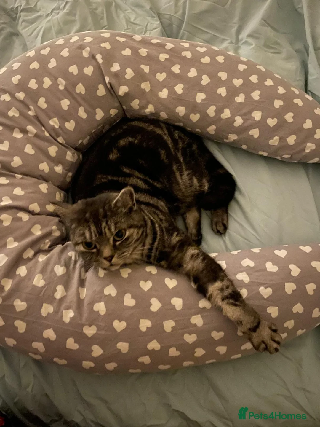 British Shorthair cats for sale: Silver tabby - female- looking for a new home in Leatherhead - Advert 2