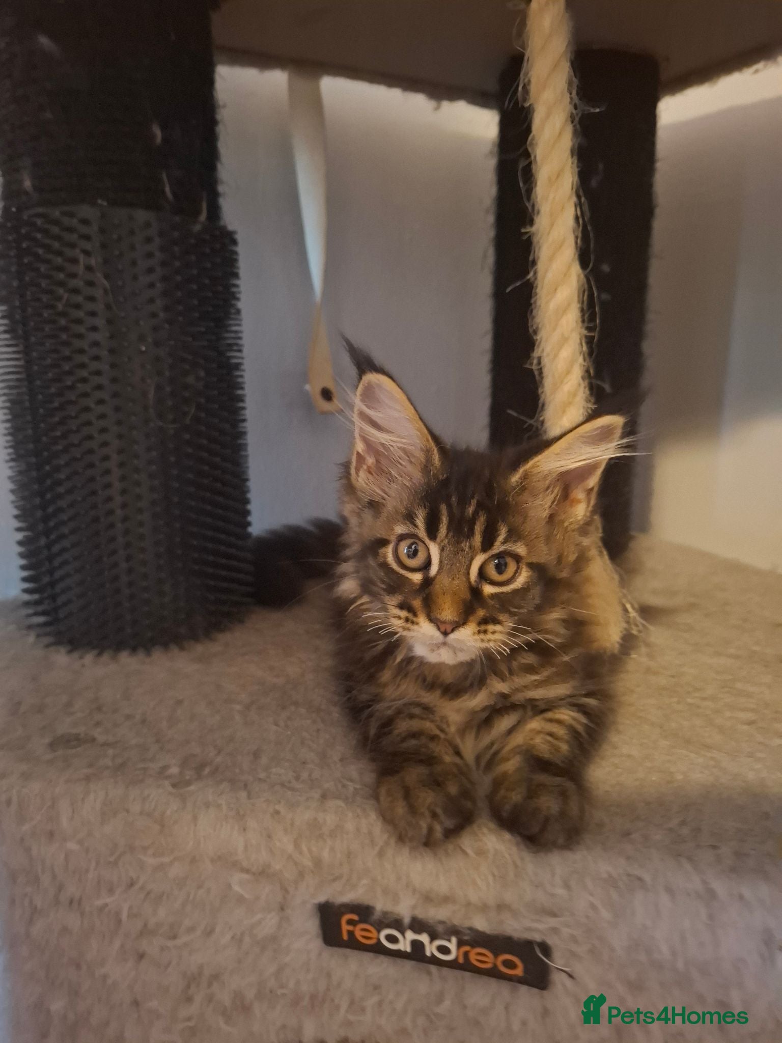 Maine Coon cats Outstanding xl mainecoons russian blood line - Advert 2