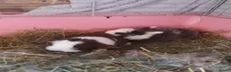 Dwarf Lop rabbits for sale: Beautiful Holland lops  in Horsham - Advert 5