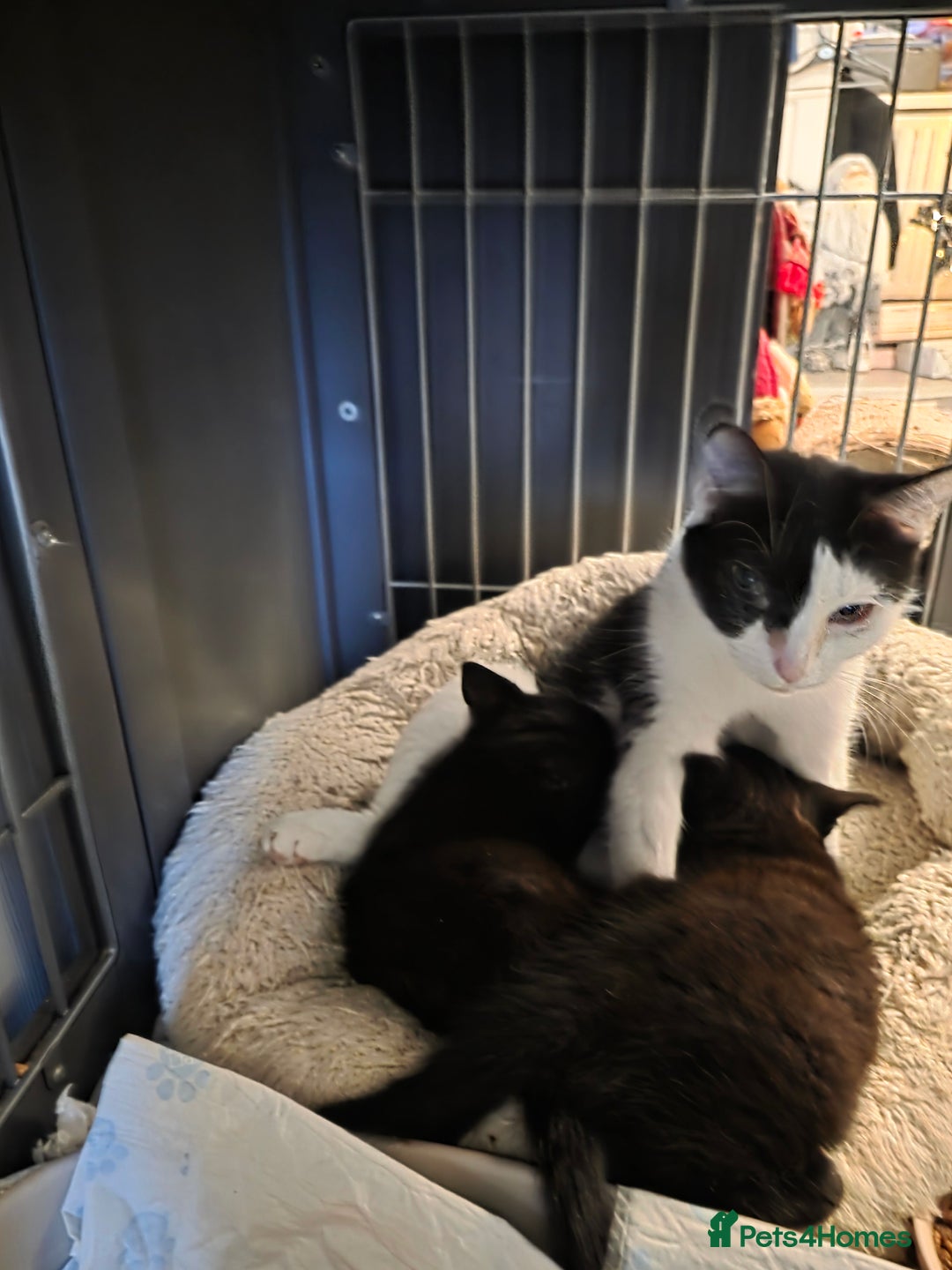 Mixed Breed cats for sale: 2 male cross BSH kittens ready now - Advert 7