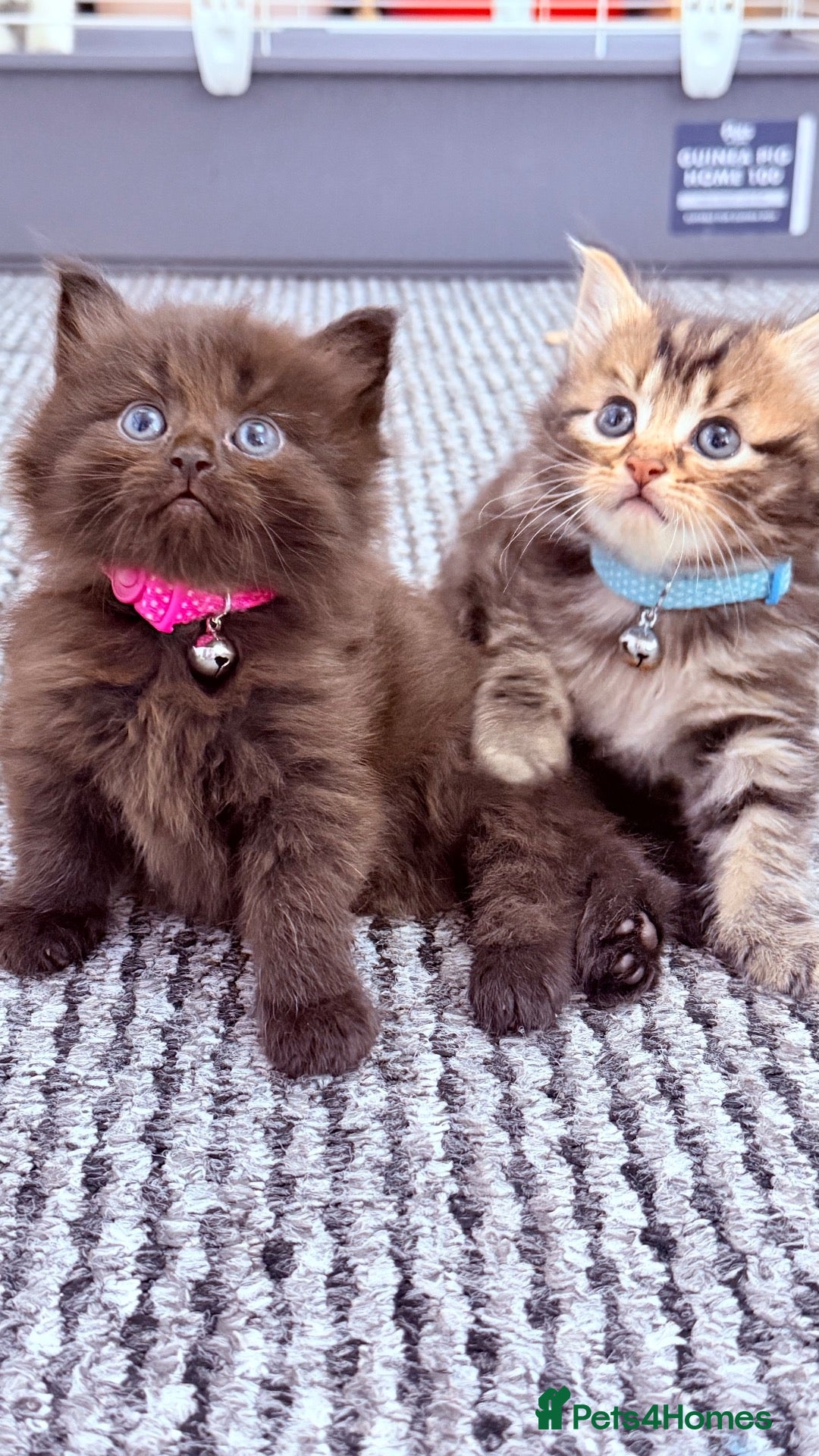 RagaMuffin cats 🤎Beautiful Ragamuffin Kittens🤎 - Advert 2