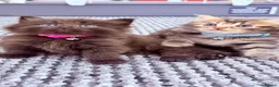 RagaMuffin cats for sale: 🤎Beautiful Ragamuffin Kittens🤎 - Advert 1