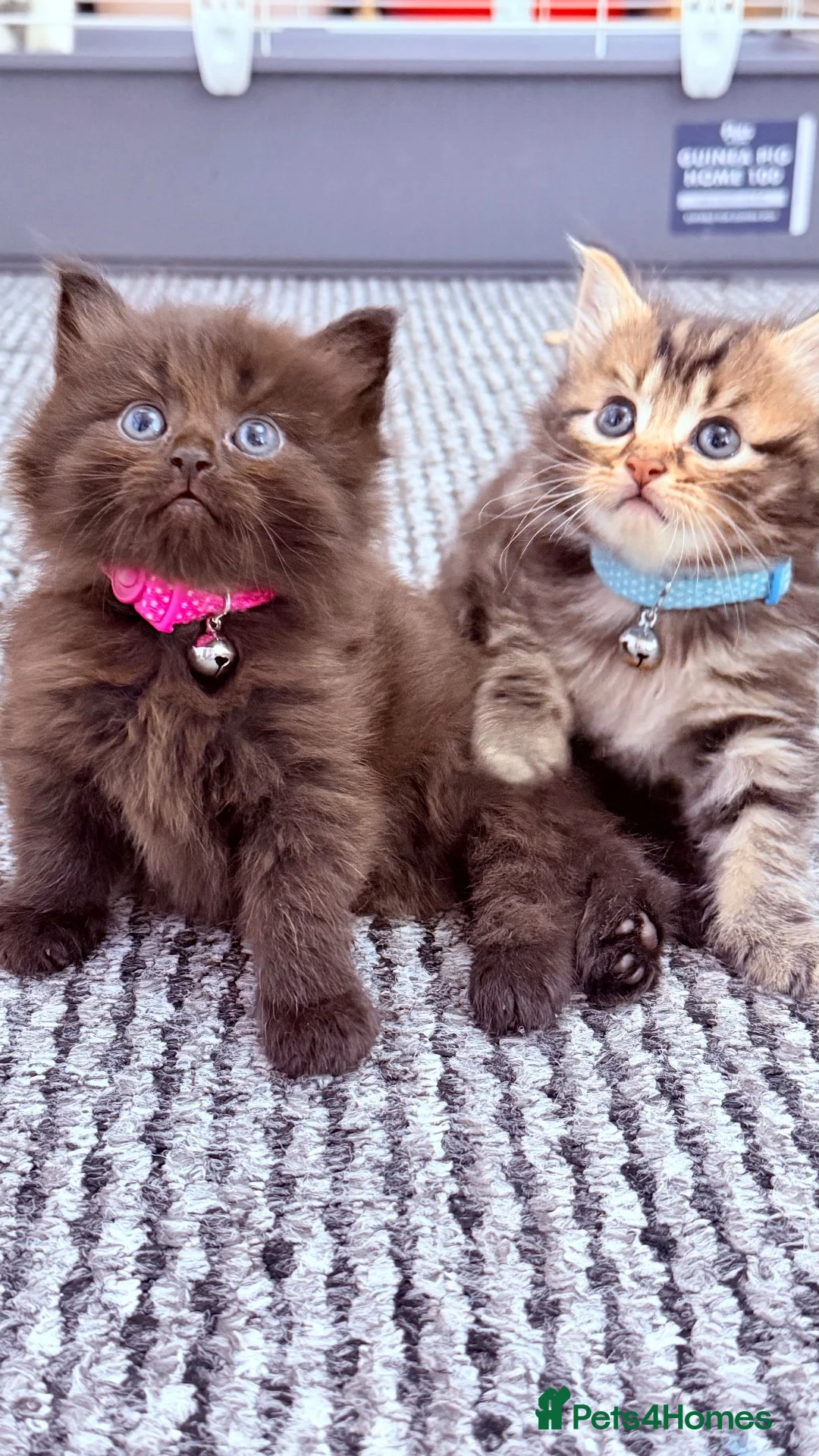 RagaMuffin cats for sale: 🤎Beautiful Ragamuffin Kittens🤎 - Advert 1