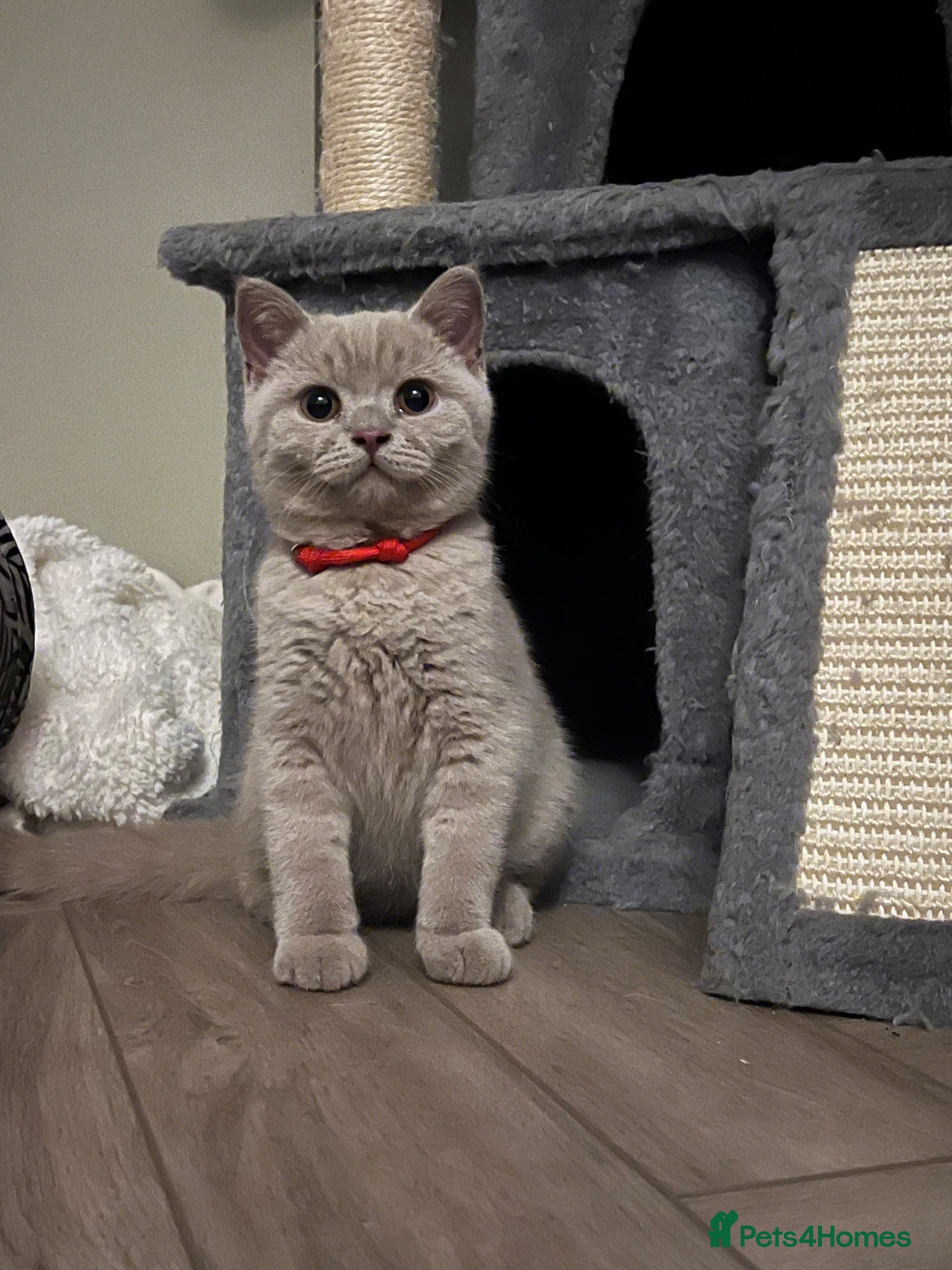 British Shorthair cats Ready now!!  lilac British short hair kittens - Advert 1