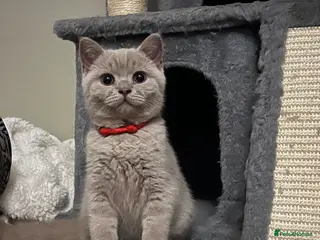 British Shorthair cats Ready now!! lilac British short hair kittens - Advert 1
