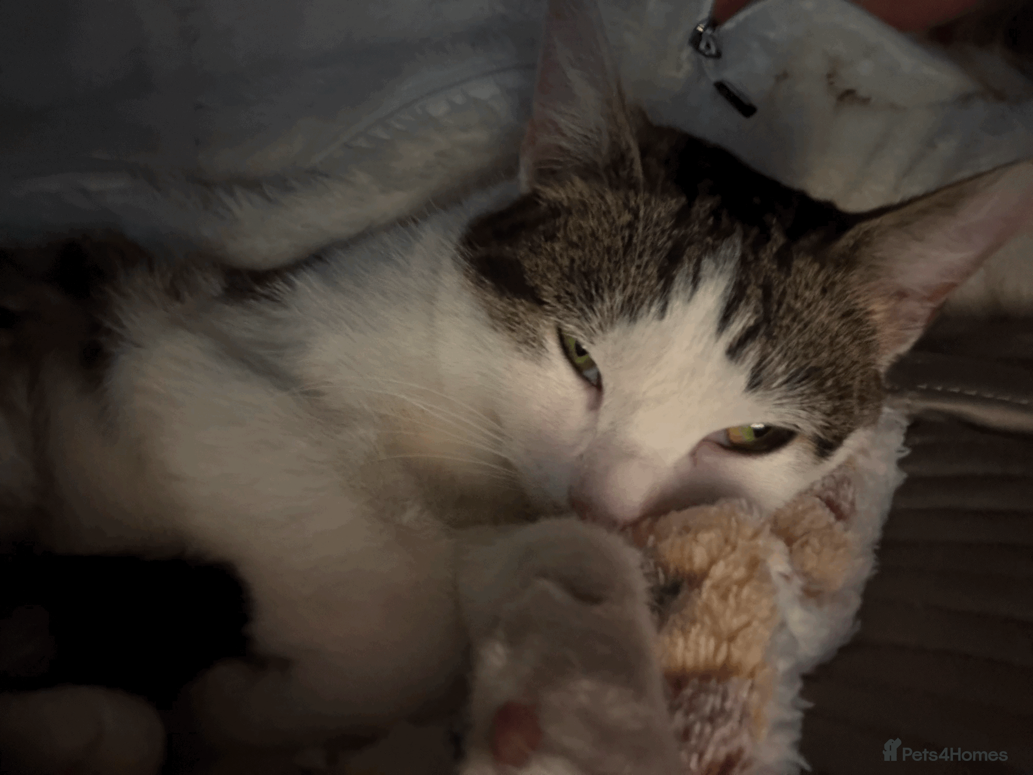 Mixed Breed cats Lovely Kitten for Sale – Ms Coco Whitenose 🐾 - Advert 2