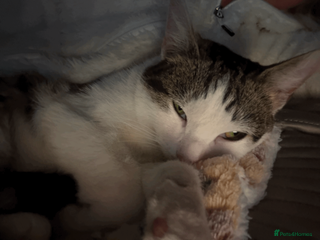 Mixed Breed cats Lovely Kitten for Sale – Ms Coco Whitenose 🐾 - Advert 1