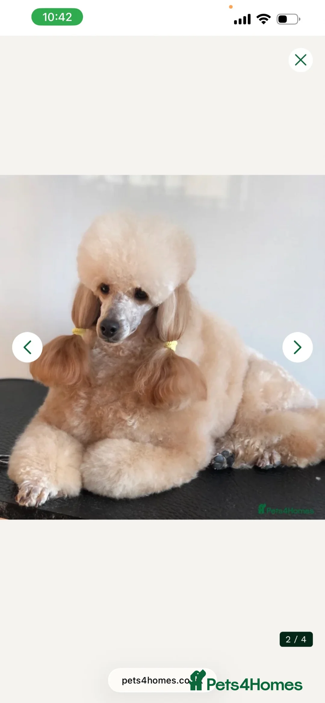 Miniature Poodle dogs for sale: Stunning miniature poodle for sale!!! KC reg. - Advert 5