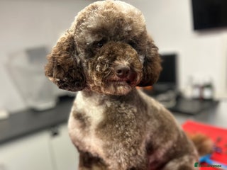 Miniature Poodle dogs Miniture Chocolate Merle poodle in Telford - Advert 8