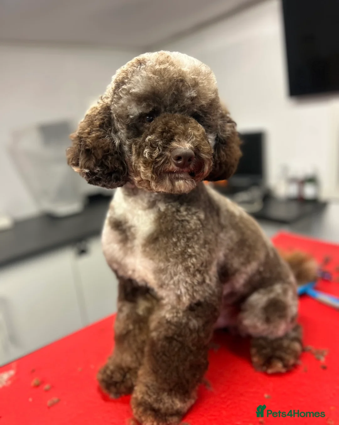 Miniature Poodle dogs for stud: Miniture Chocolate Merle poodle in Telford - Advert 1