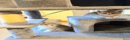 British Shorthair cats for sale: British Shorthair  - Advert 5