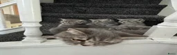 British Shorthair cats for sale: Tabby British shorthair kittens  - Advert 2