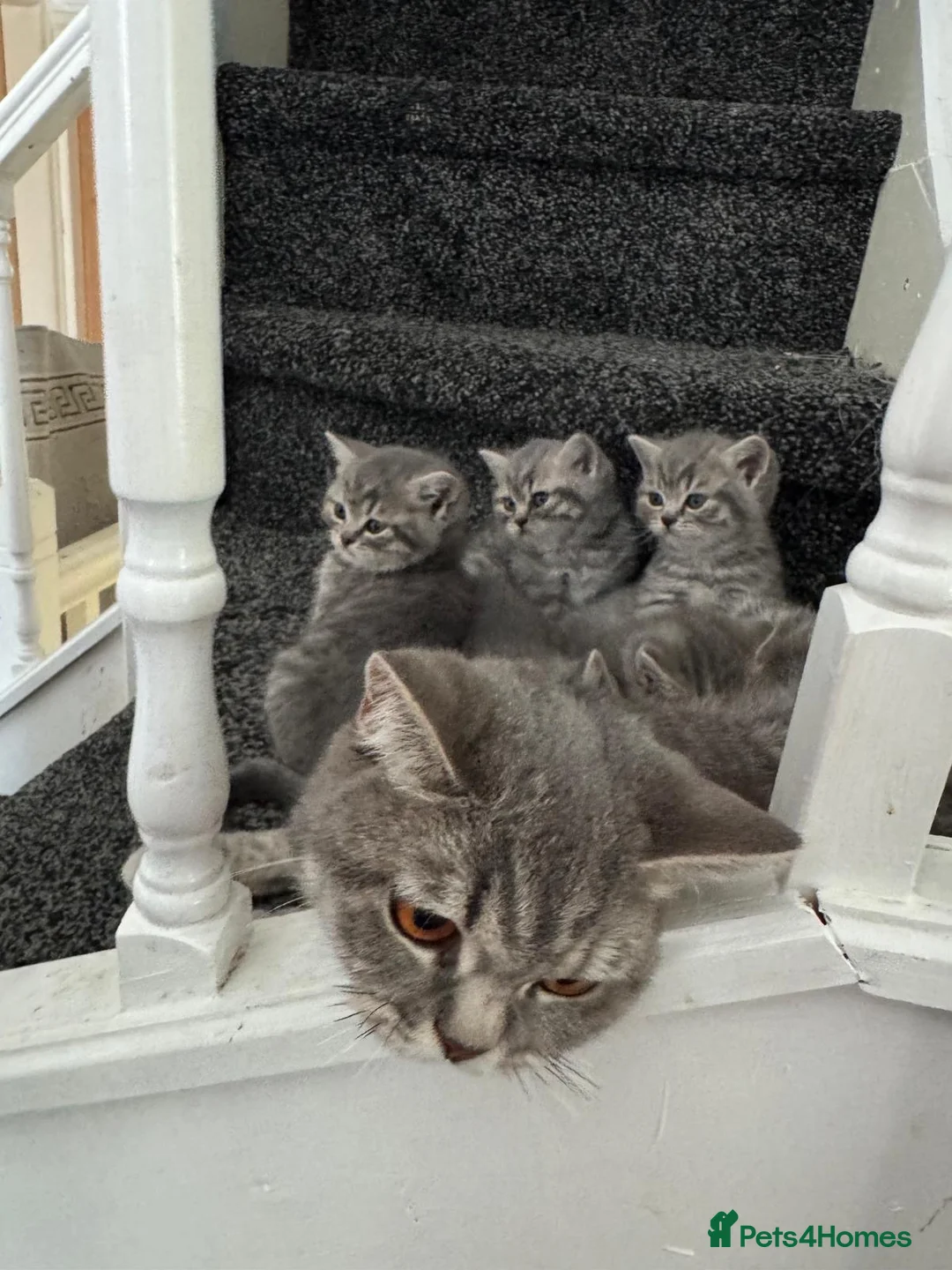 British Shorthair cats for sale: Tabby British shorthair kittens  - Advert 2