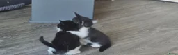 Mixed Breed cats for sale: Gorgeoeus mixed Breed kittens - Advert 17