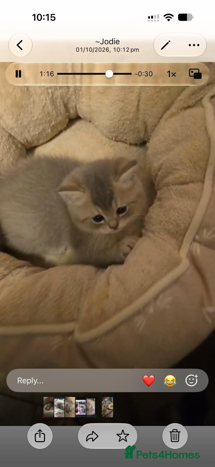 British Shorthair cats Silver tip british short hair  - Advert 10