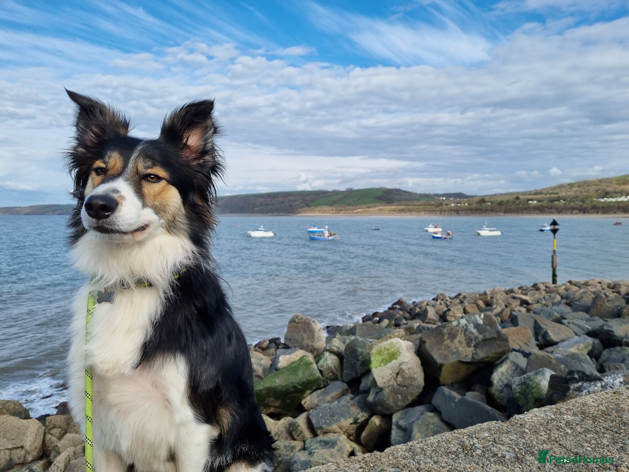 Border Collie dogs Border Collie - Advert 7