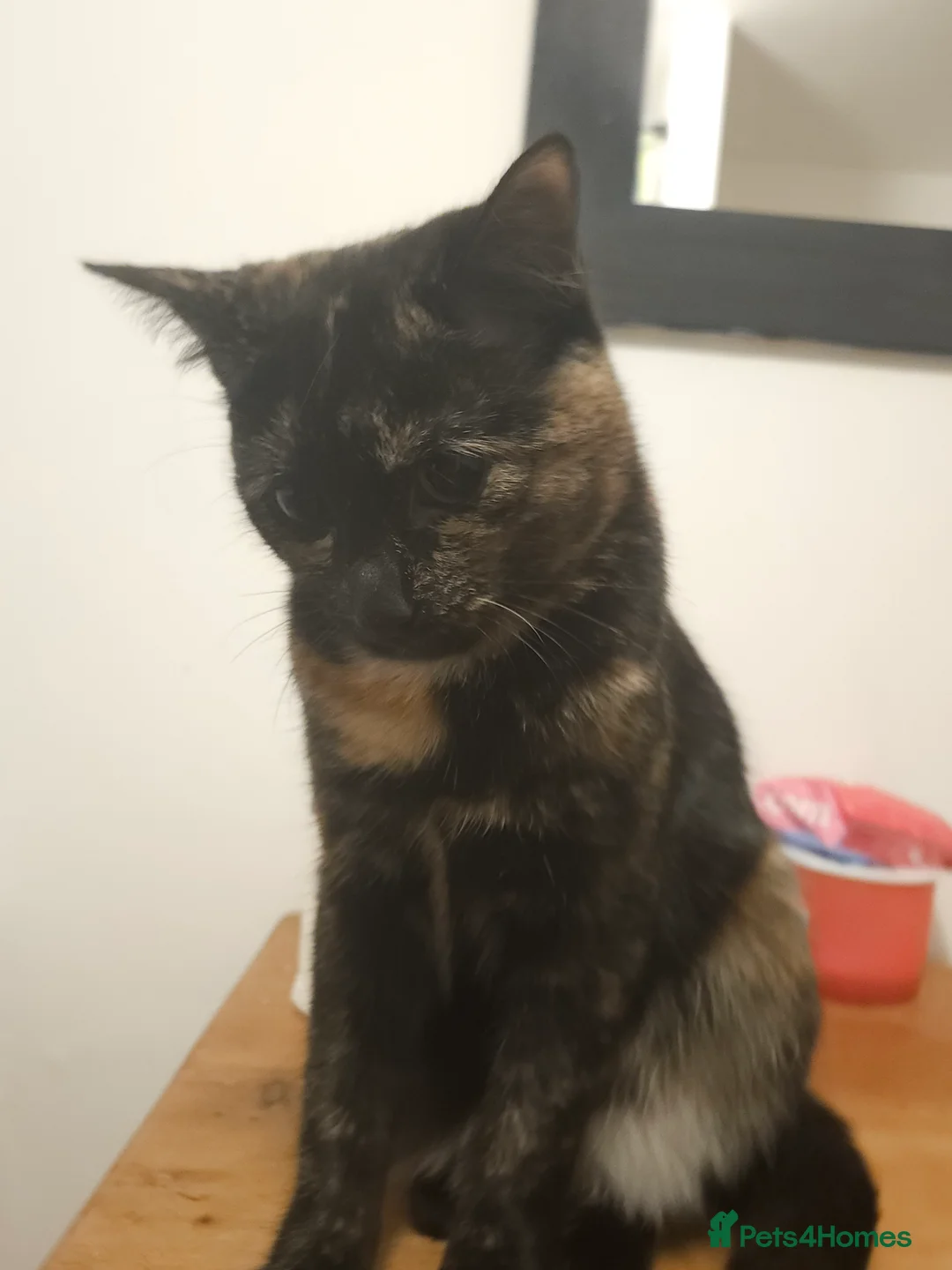 Domestic Shorthair cats for sale: Tortoishell Female Kitten - Advert 2