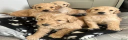 Goldendoodle dogs for sale: Stunning Goldendoodle Puppies - Advert 29