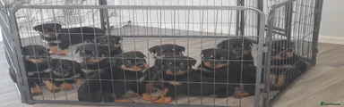 Rottweiler 1