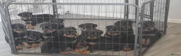 Rottweiler dogs for sale: Puppys  - Advert 3