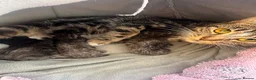 Mixed Breed cats for sale: Two Adorable Mixed-Breed Kittens in Bristol - Advert 2