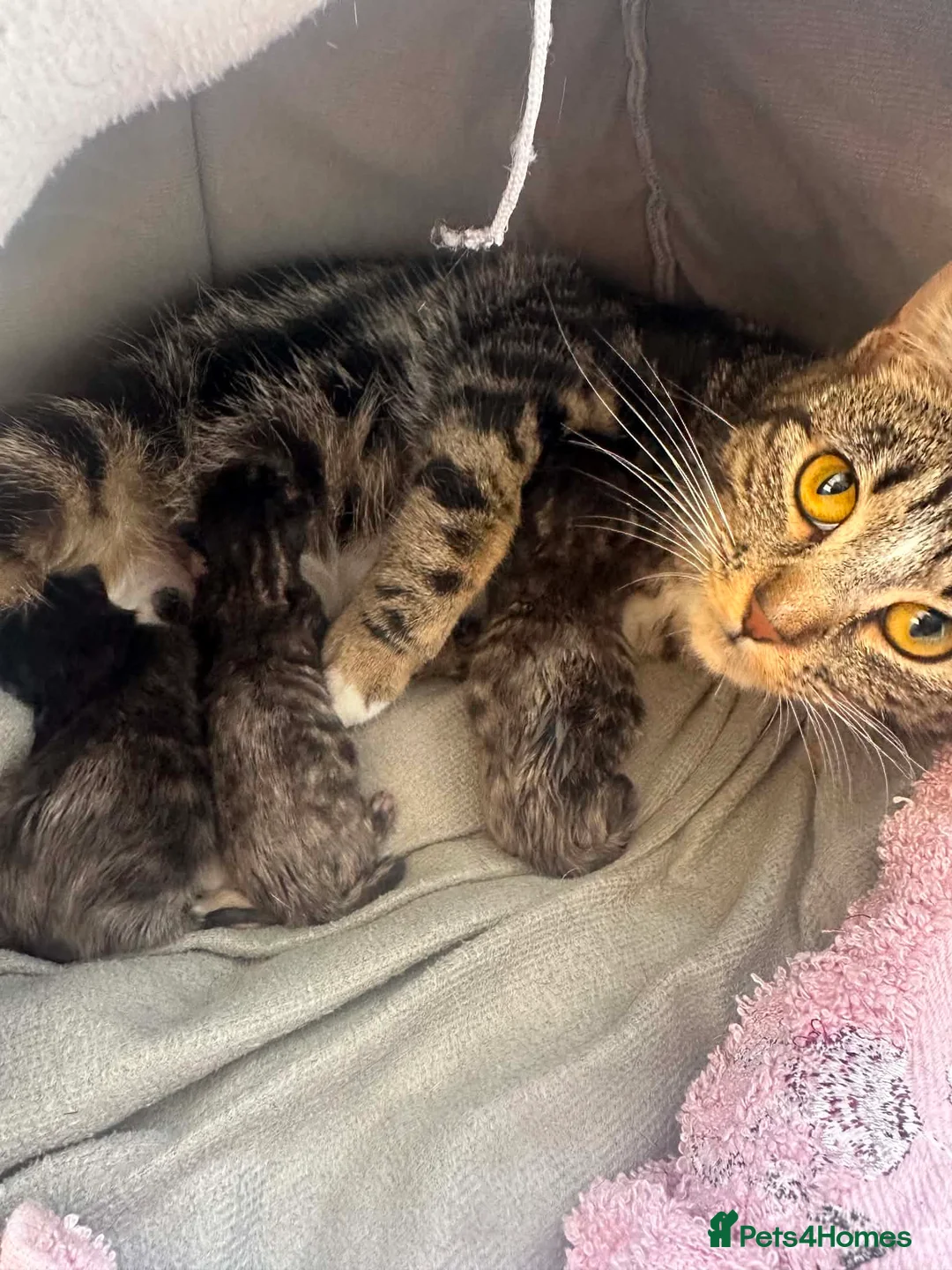 Mixed Breed cats for sale: Two Adorable Mixed-Breed Kittens in Bristol - Advert 2