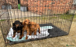 Cocker Spaniel dogs for sale: Working cocker spaniel - champion bloodlines  - Image 35