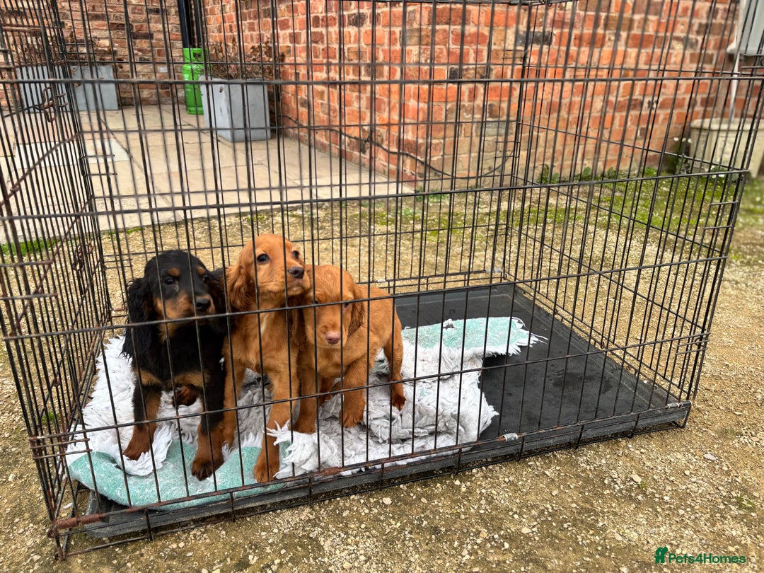Cocker Spaniel dogs for sale: Working cocker spaniel - champion bloodlines  - Image 35