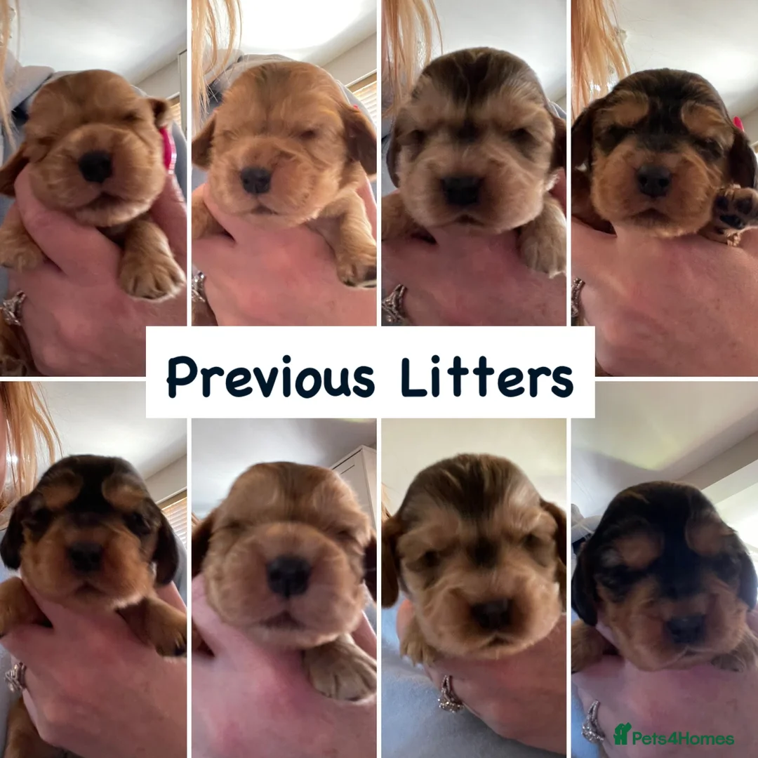 Cocker Spaniel dogs for stud: EXTENSIVELY Health Tested KC Show Cocker STUD in Chesterfield - Advert 13